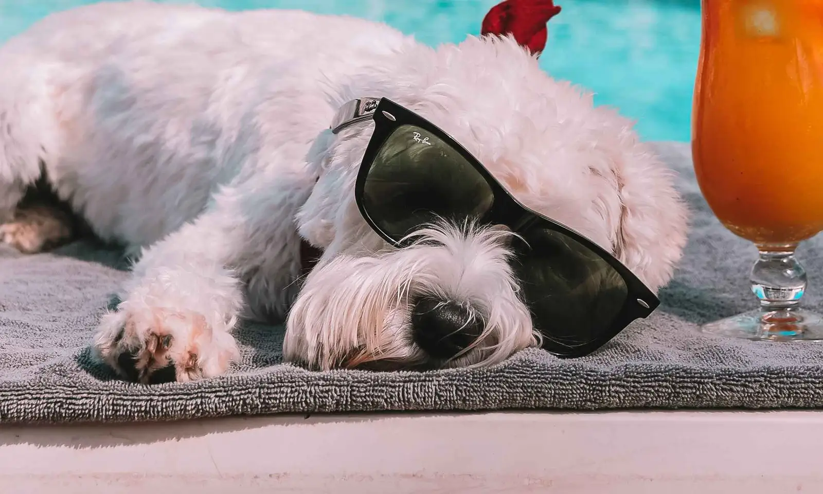 Palladium-Hotel-Group-hoteles-pet-friendly2