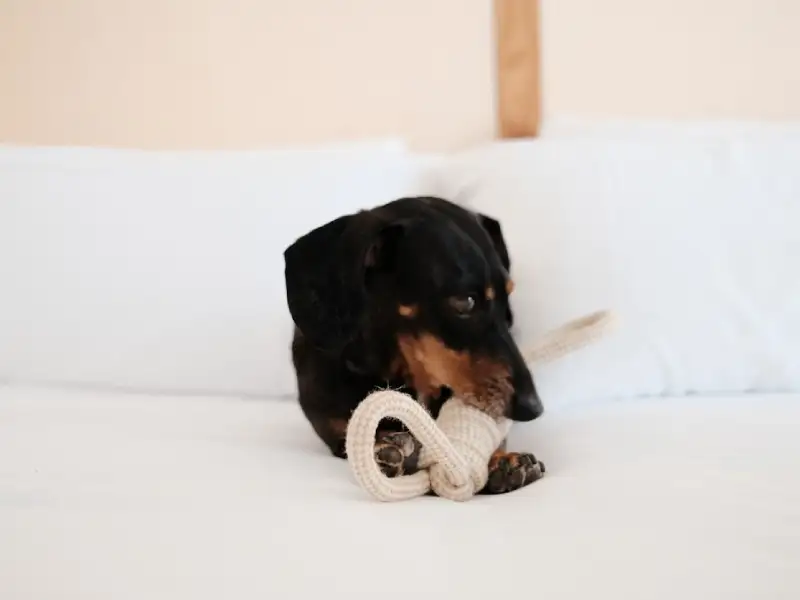 TRS Ibiza Hotel Pet Friendly
