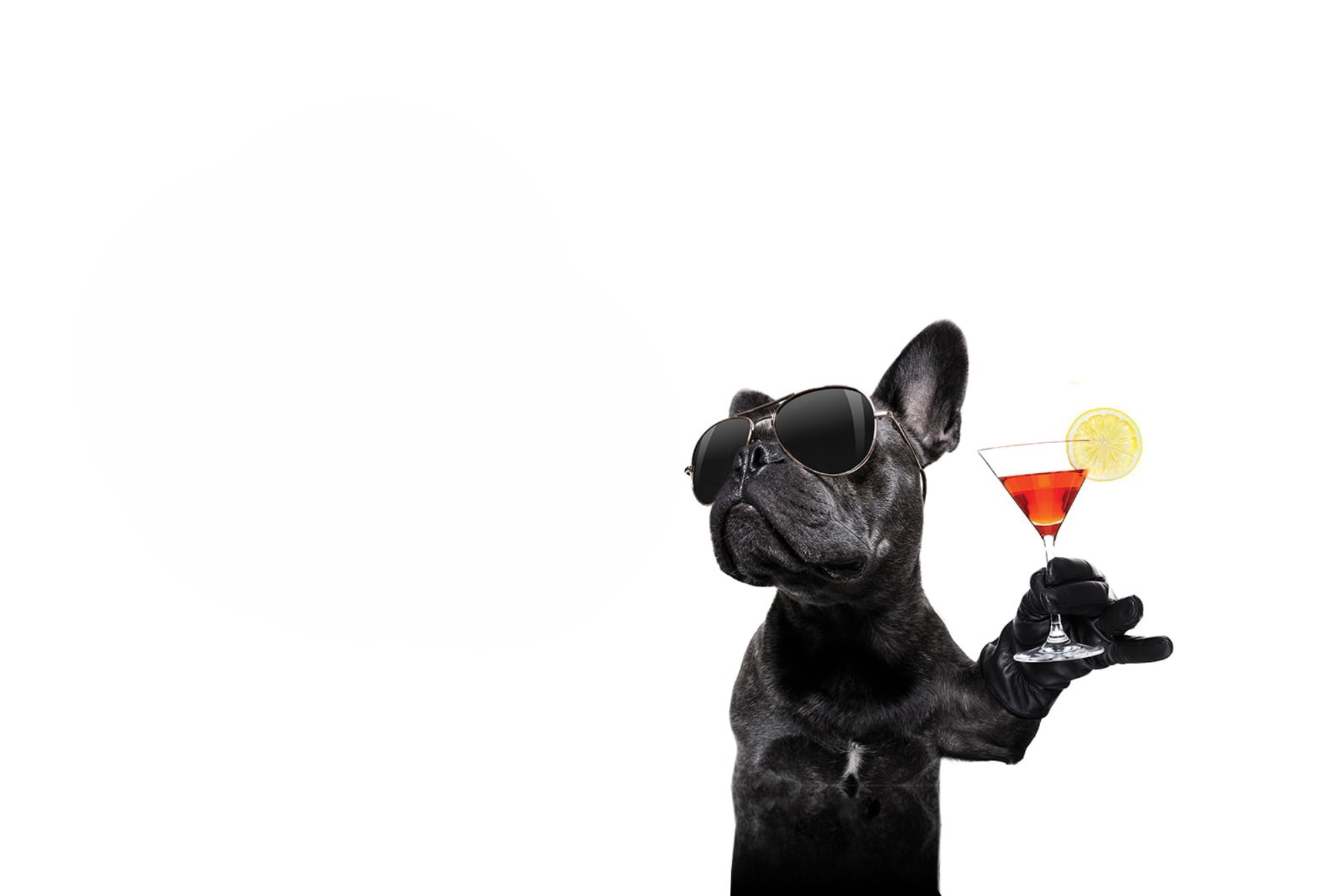 hard-rock-hotel-marbella-pet-friendly