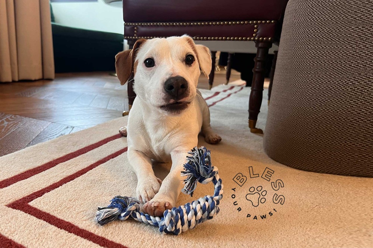 bless_hotel_madrid_bless_your_paws