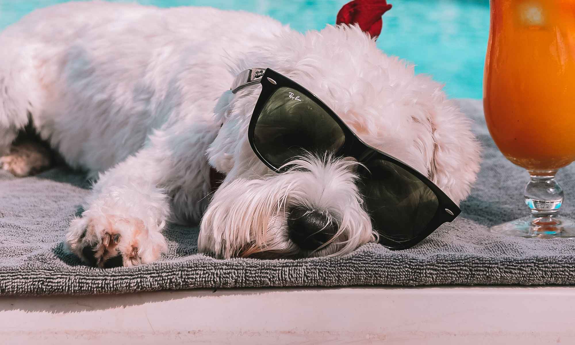 Palladium-Hotel-Group-hoteles-pet-friendly2