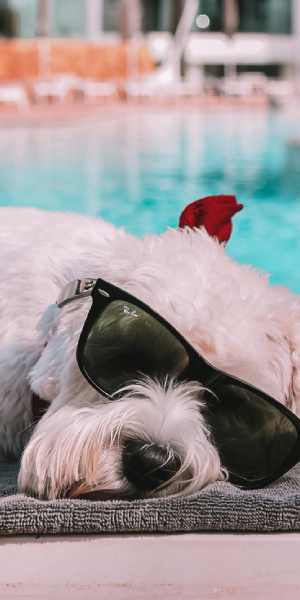 Hotel pet-friendly