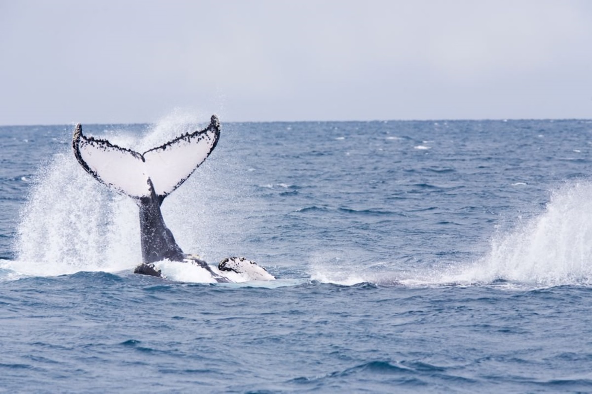 observation baleines baie