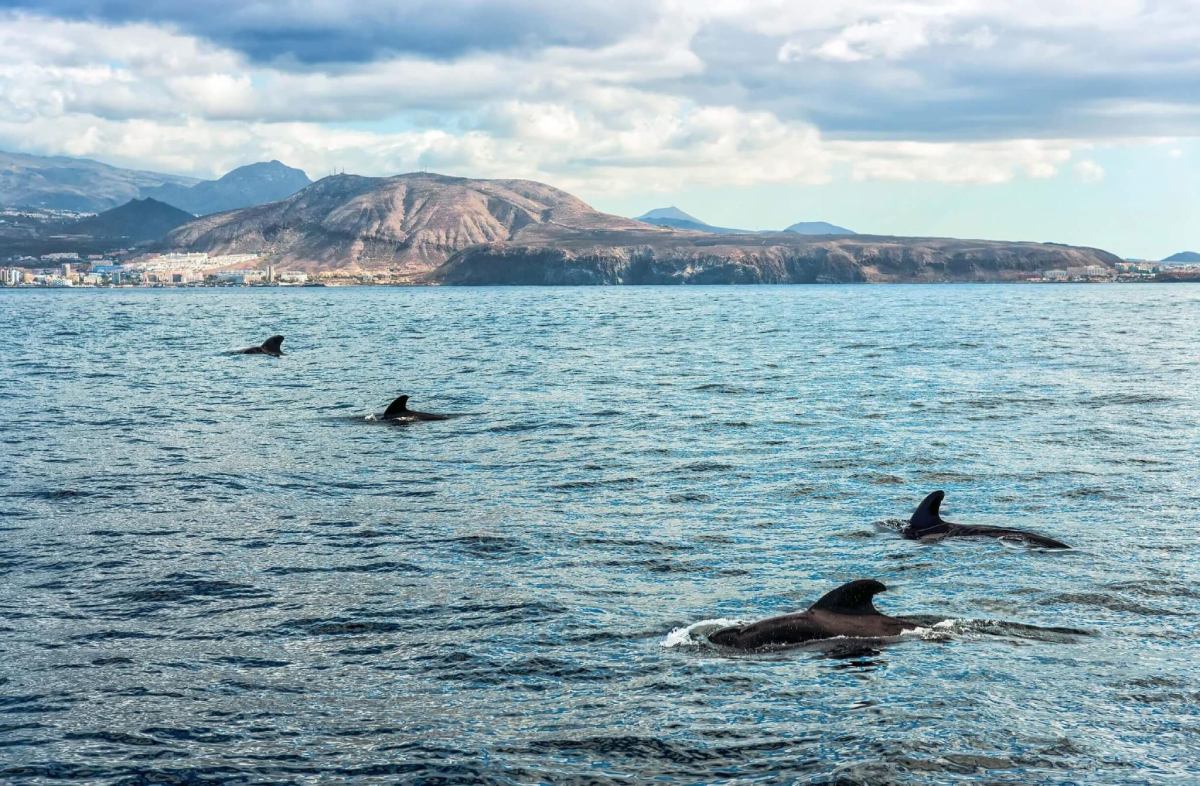 Promenade en compagnie des dauphins