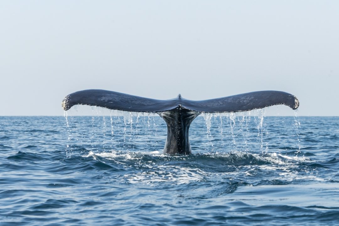 baleines