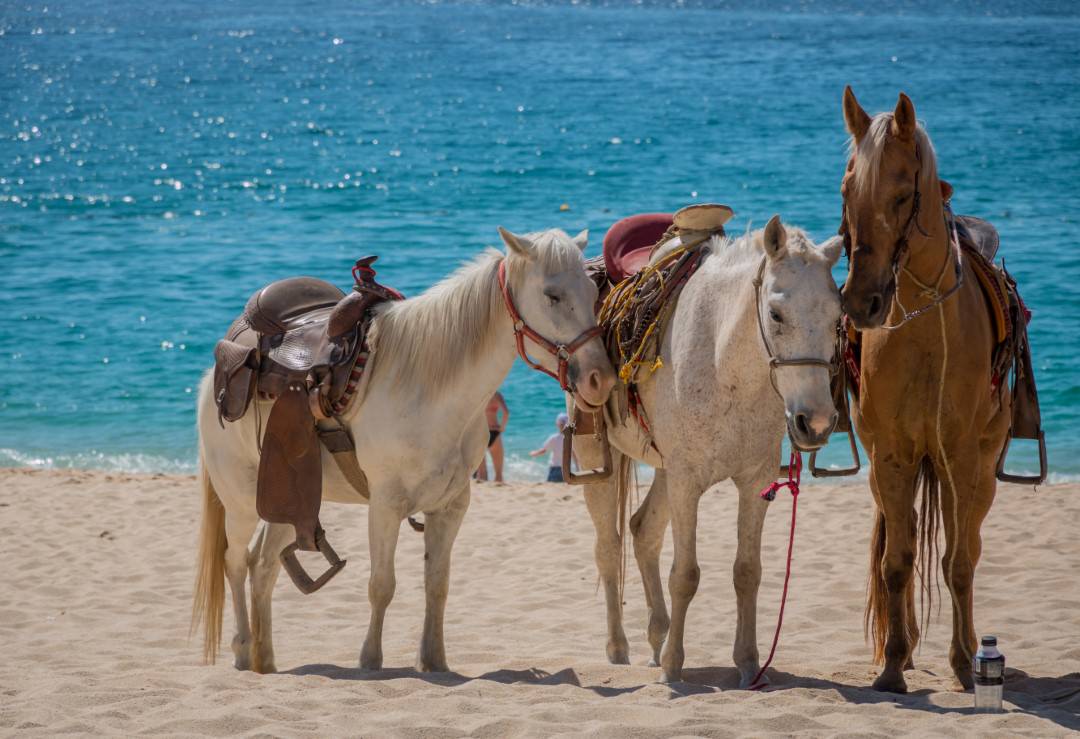 chevaux 