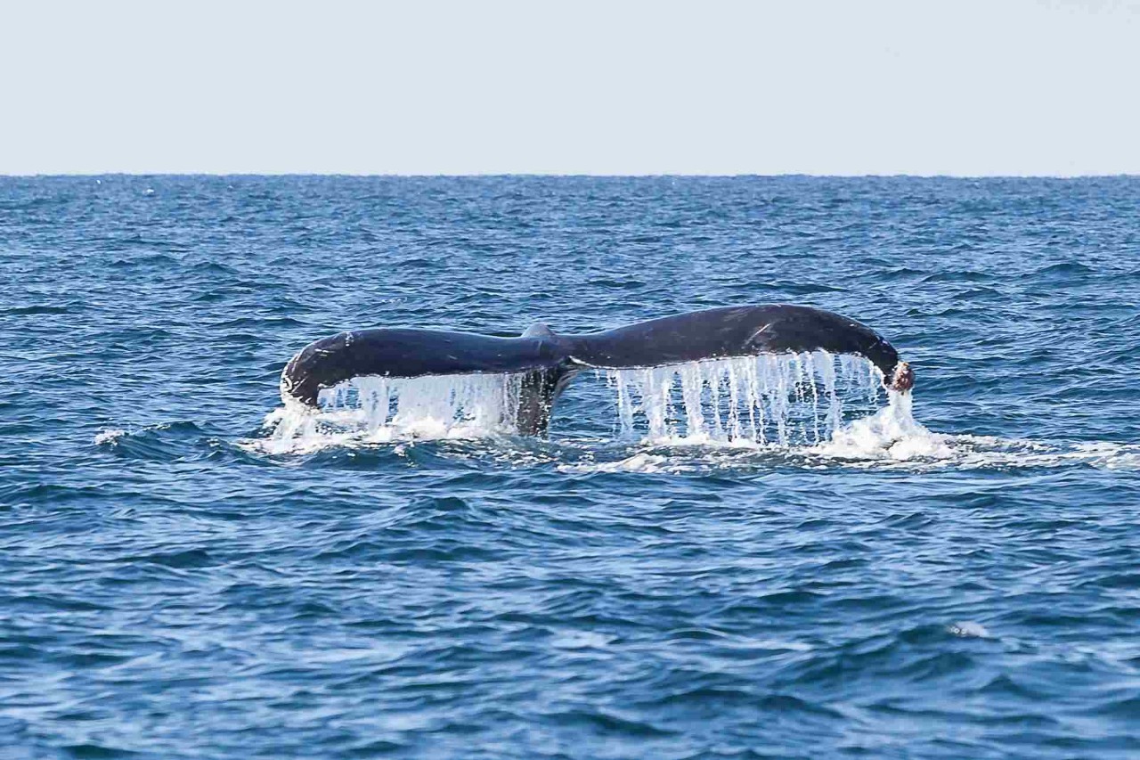 baleine