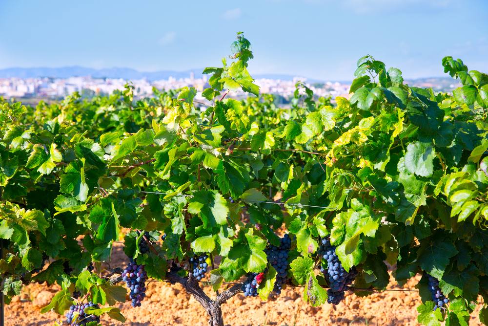 vinho-requena