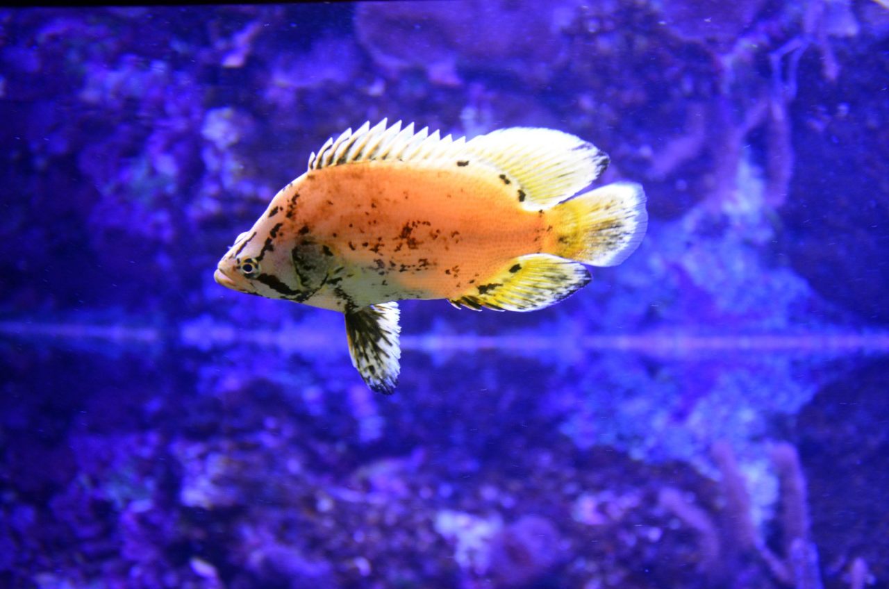 xcaret-parque-natural-acuario