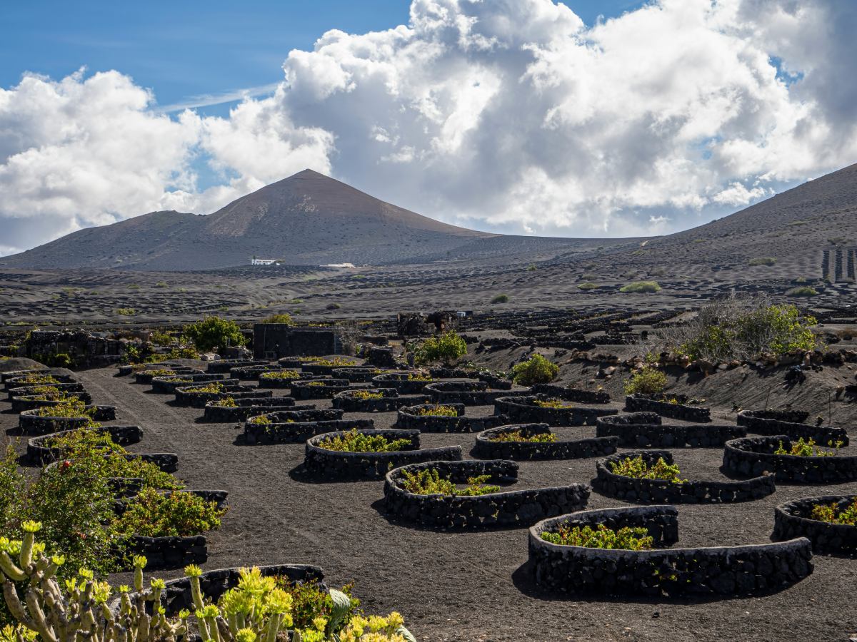 vino volcanico