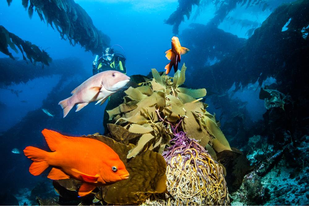 buceo-en-punta-cana_04